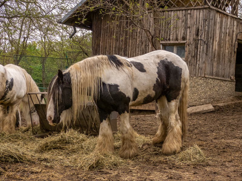 Gypsy Horse / Equus caballus