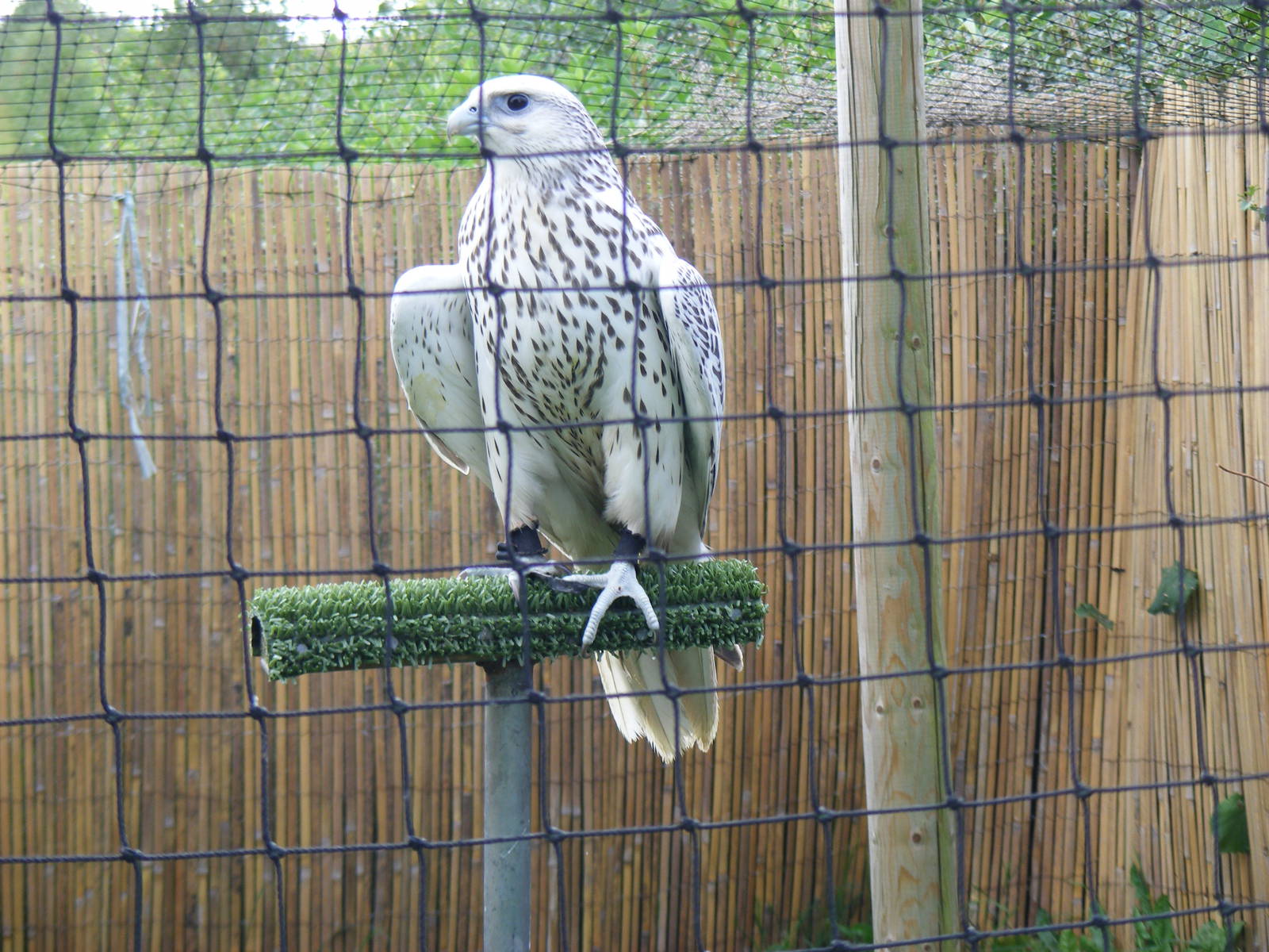 Gyr falcon at Eagle Heights, 10 September 2011