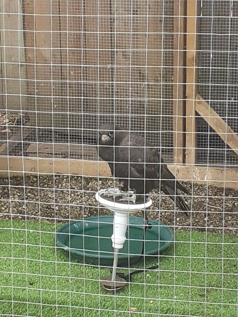 Gyr falcon (black morph)