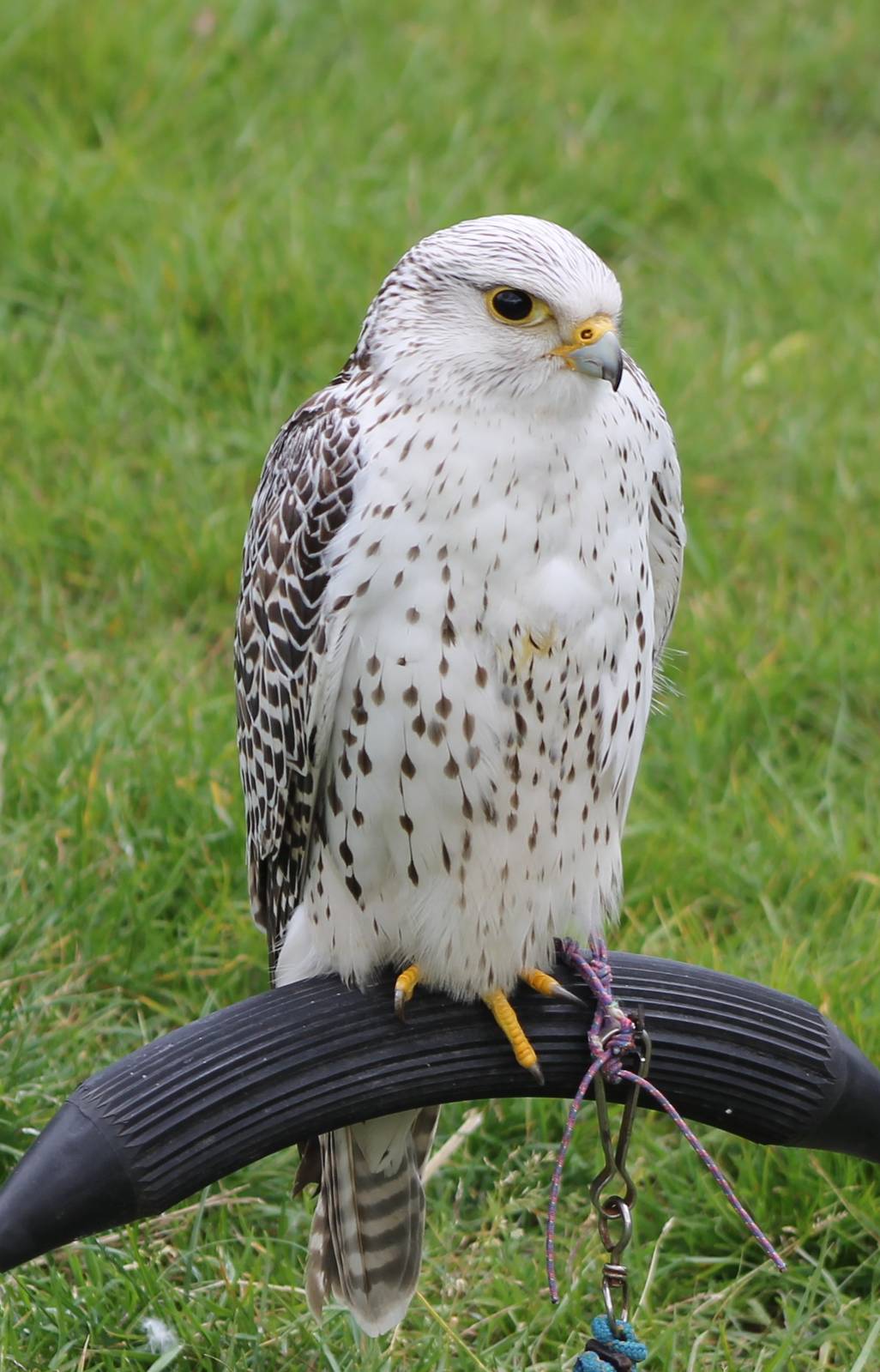 gyr falcon ?