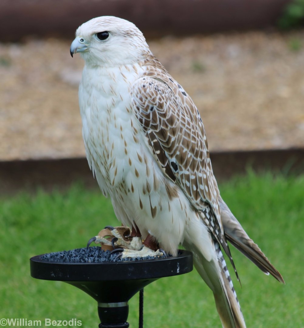Gyr Falcon