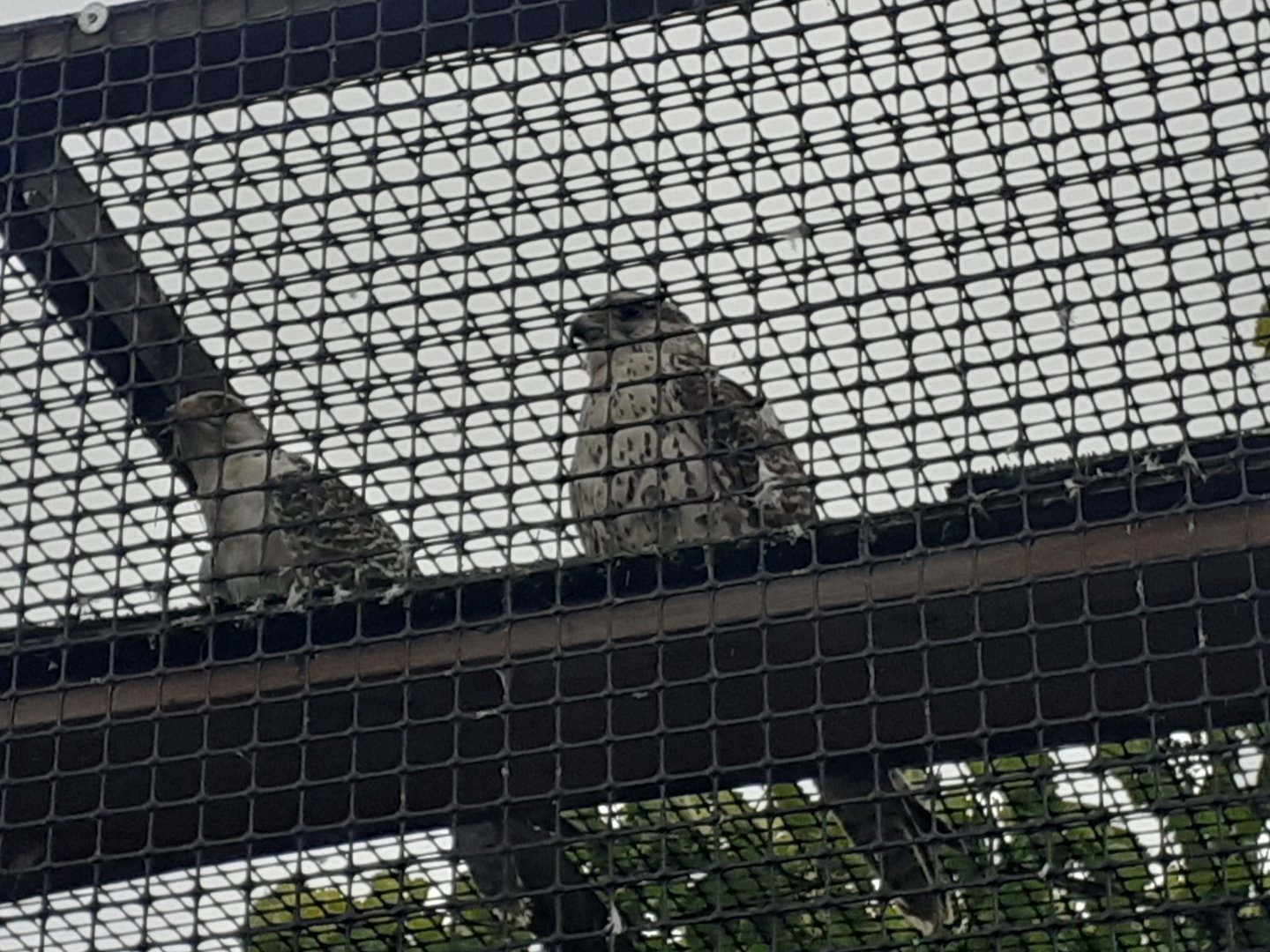 Gyr falcon