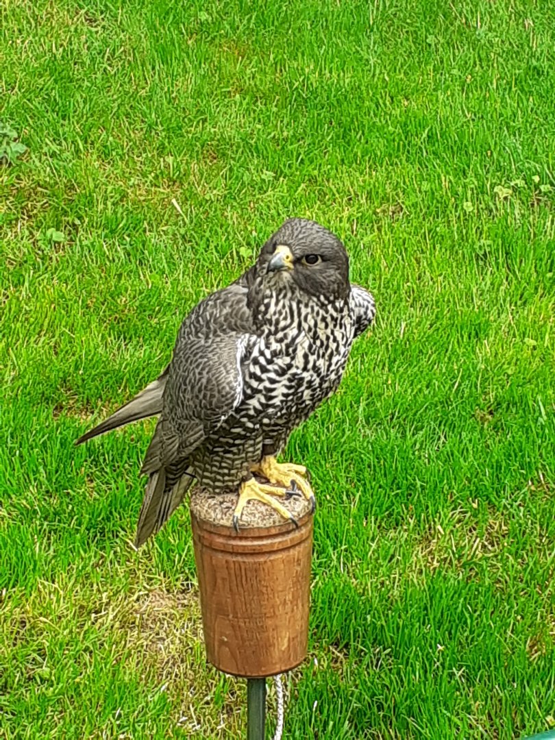 Gyr falcon