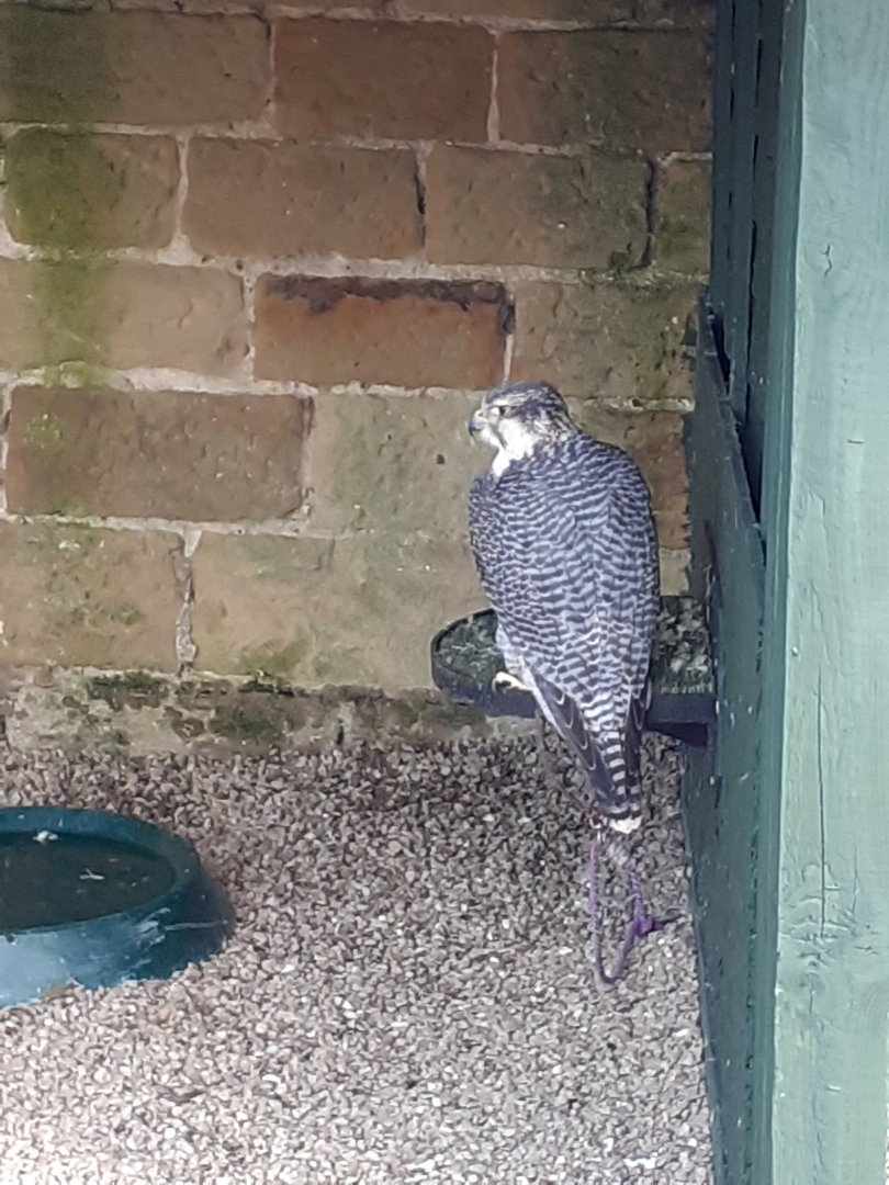 Gyr x Peregrine falcon