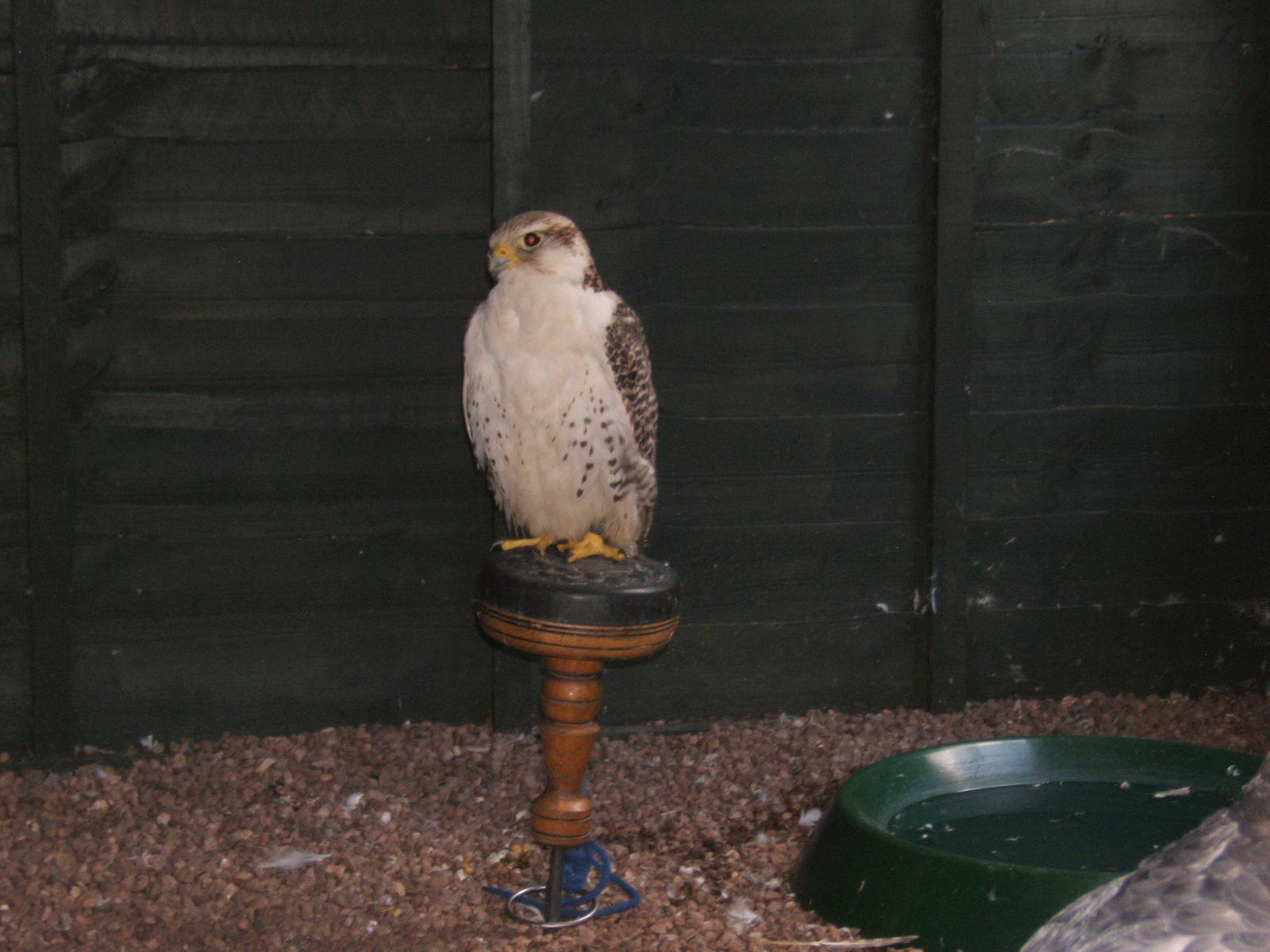 Gyr X Saker Falcon hybrid