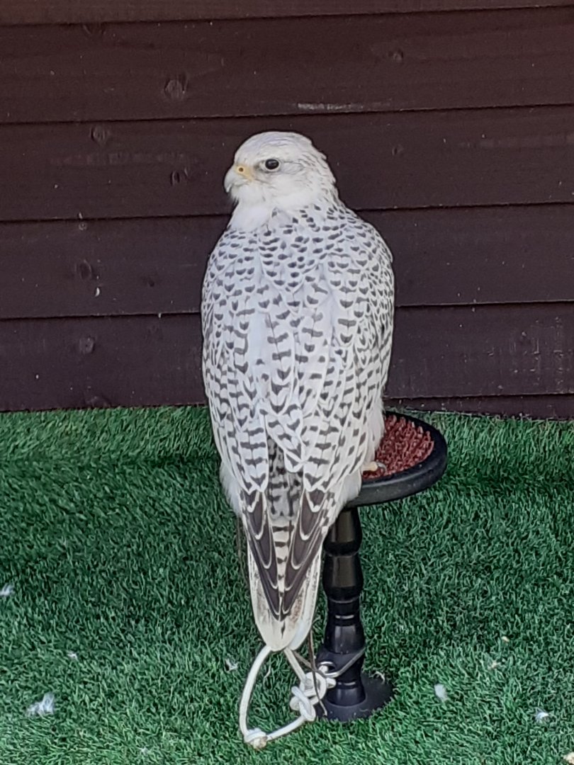 Gyr x saker falcon