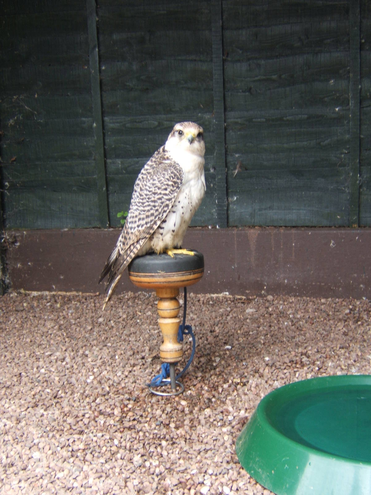 Gyr x Saker hybrid (Sultan)