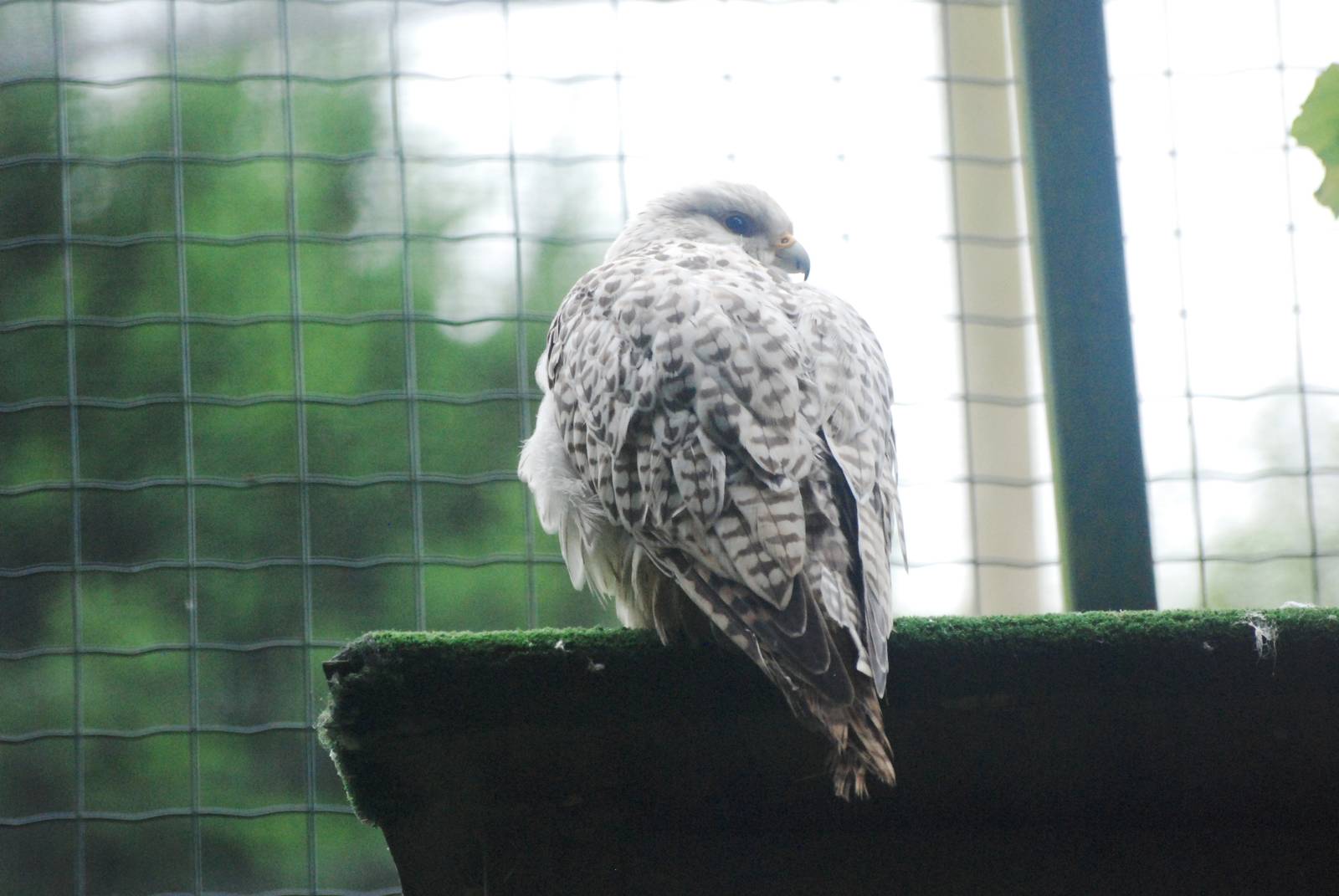 Gyrfalcon at Santillana del Mar, 13/06/15