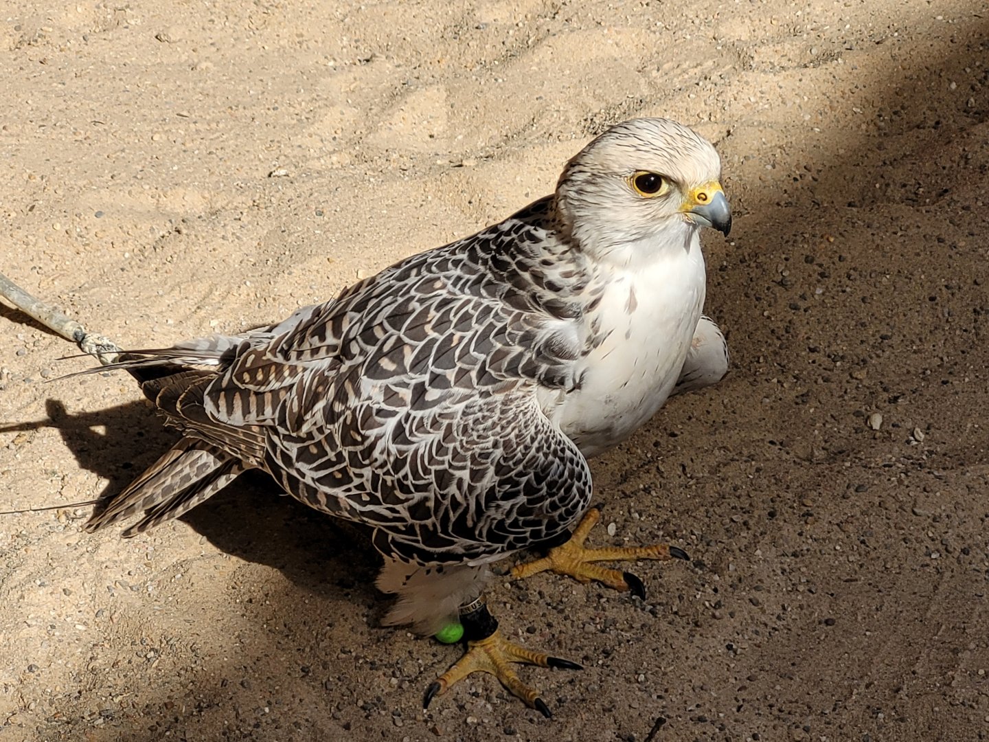Gyrfalcon -Tierra Rapaz (2024)