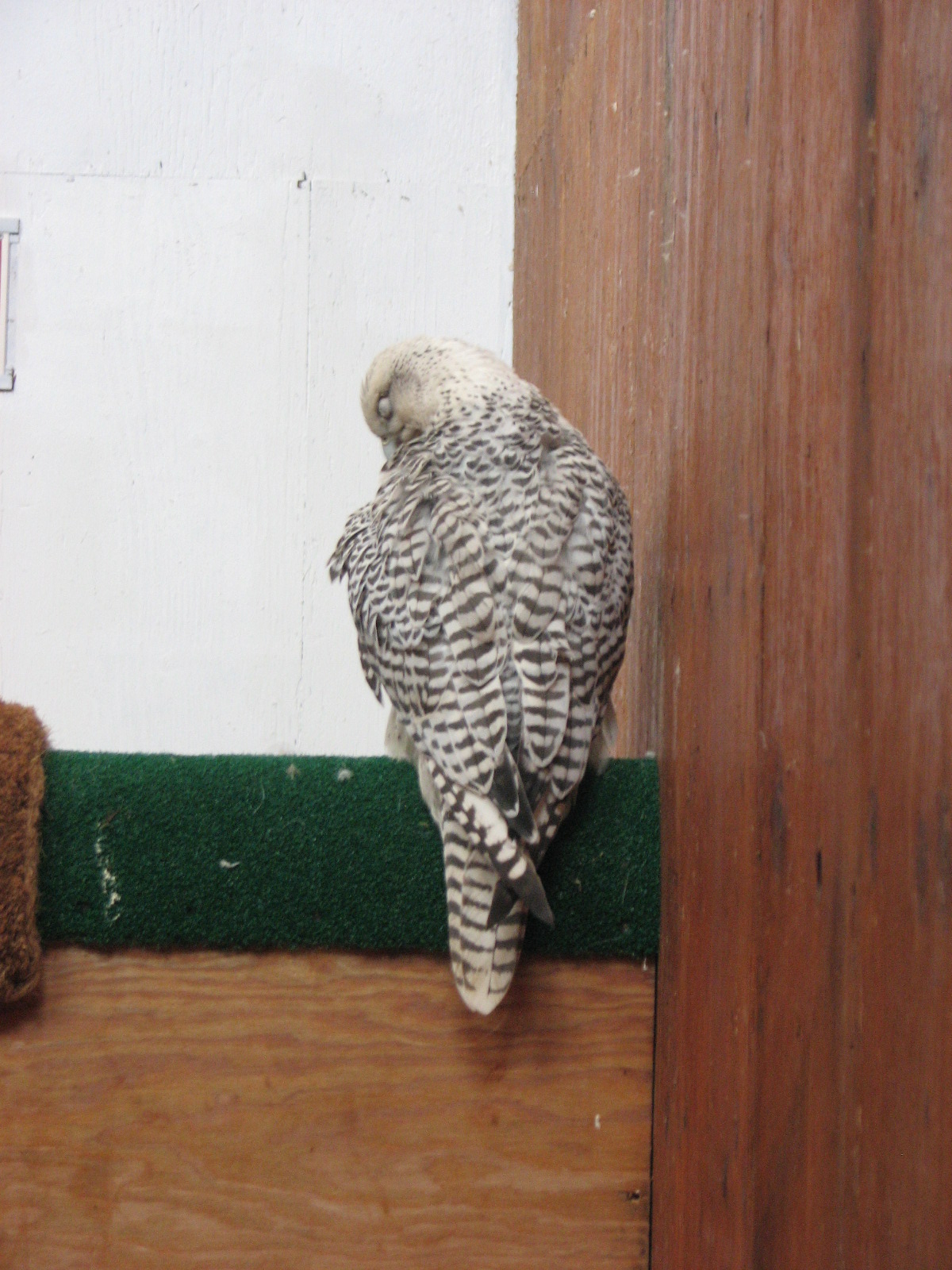 Gyrfalcon