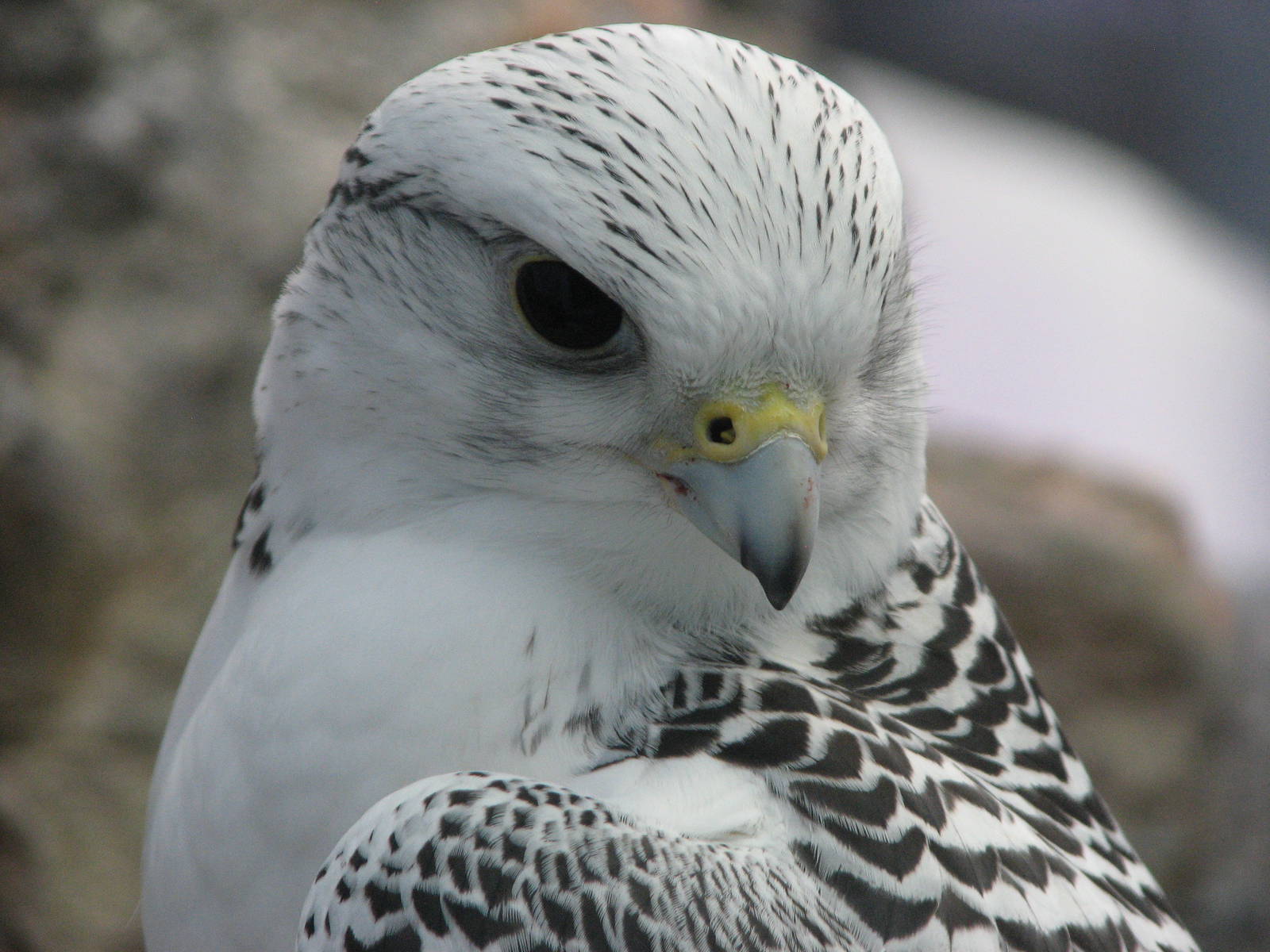 Gyrfalcon