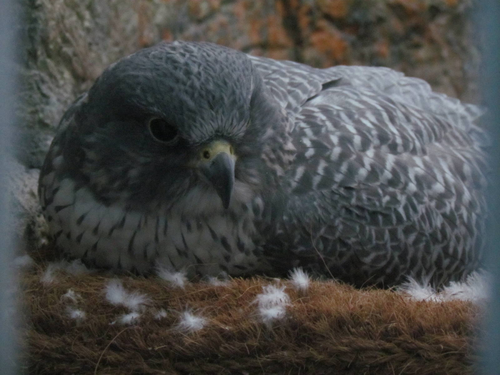 Gyrfalcon