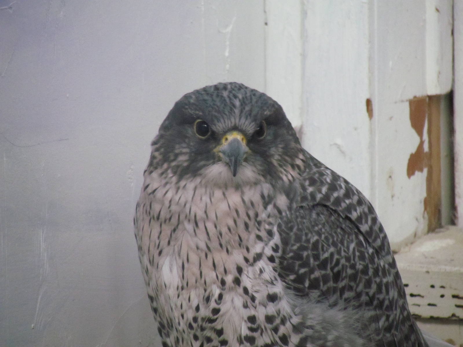 Gyrfalcon