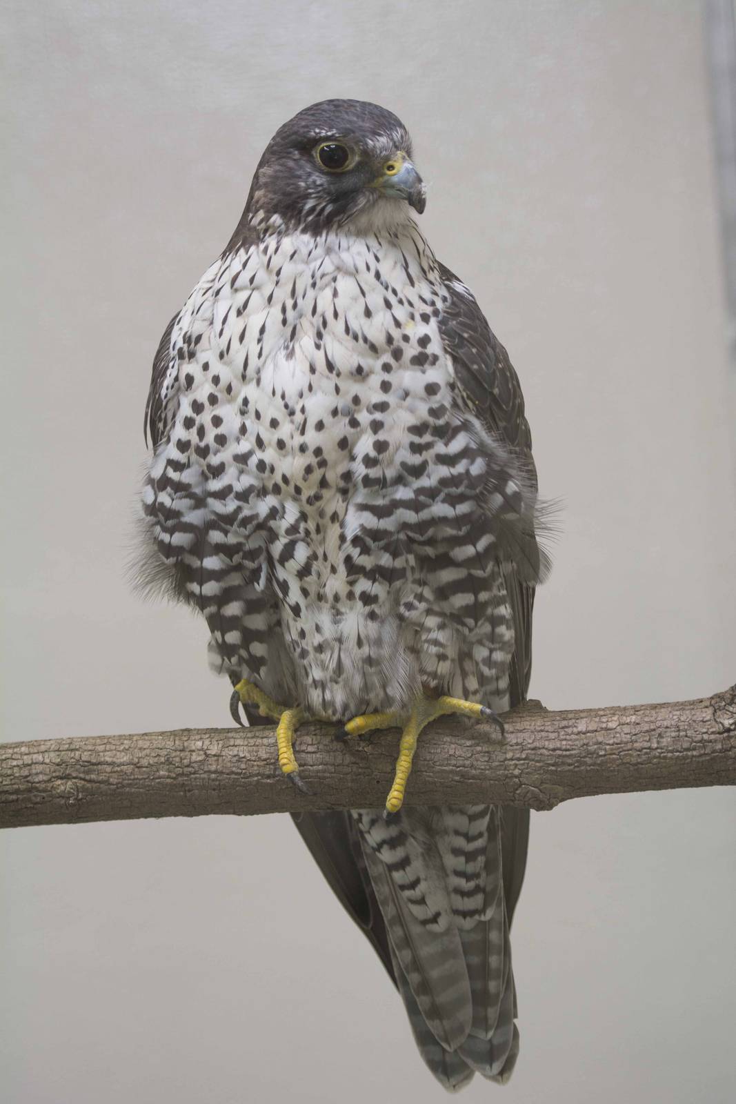 Gyrfalcon