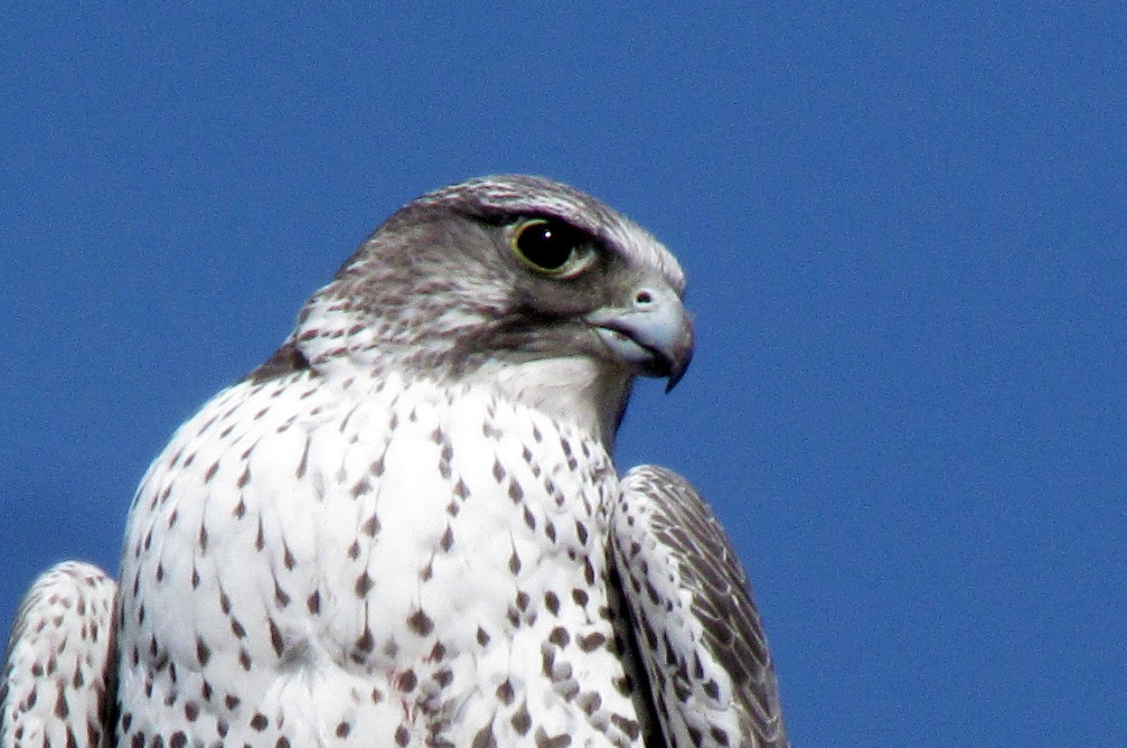 Gyrfalcon