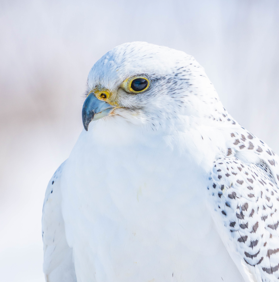 Gyrfalcon