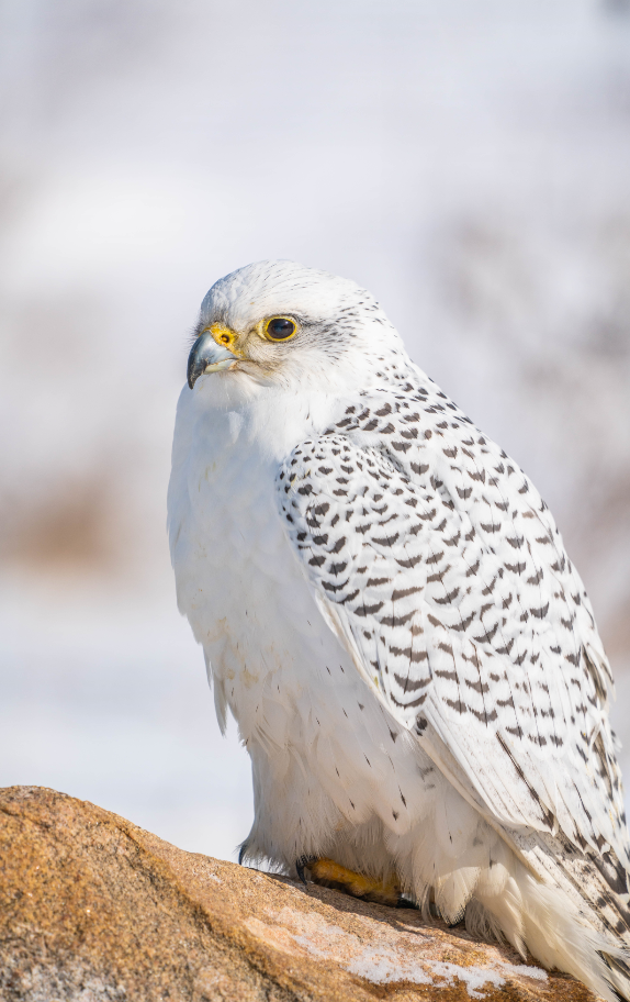 Gyrfalcon