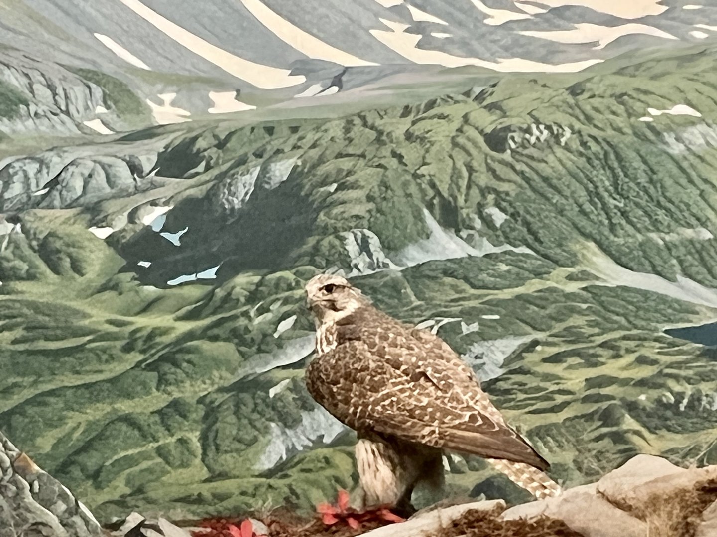 Gyrfalcon