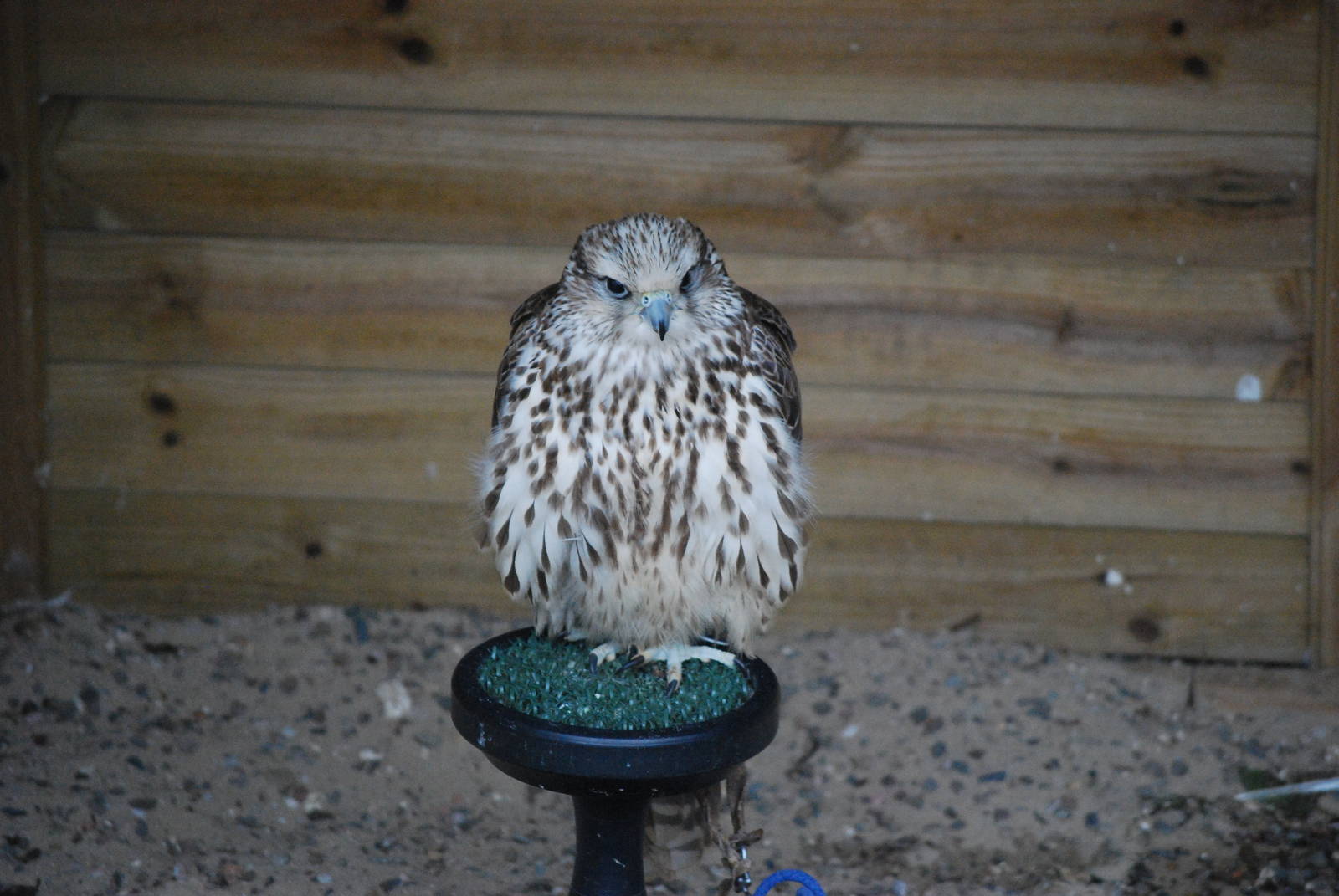 GYRFALCON