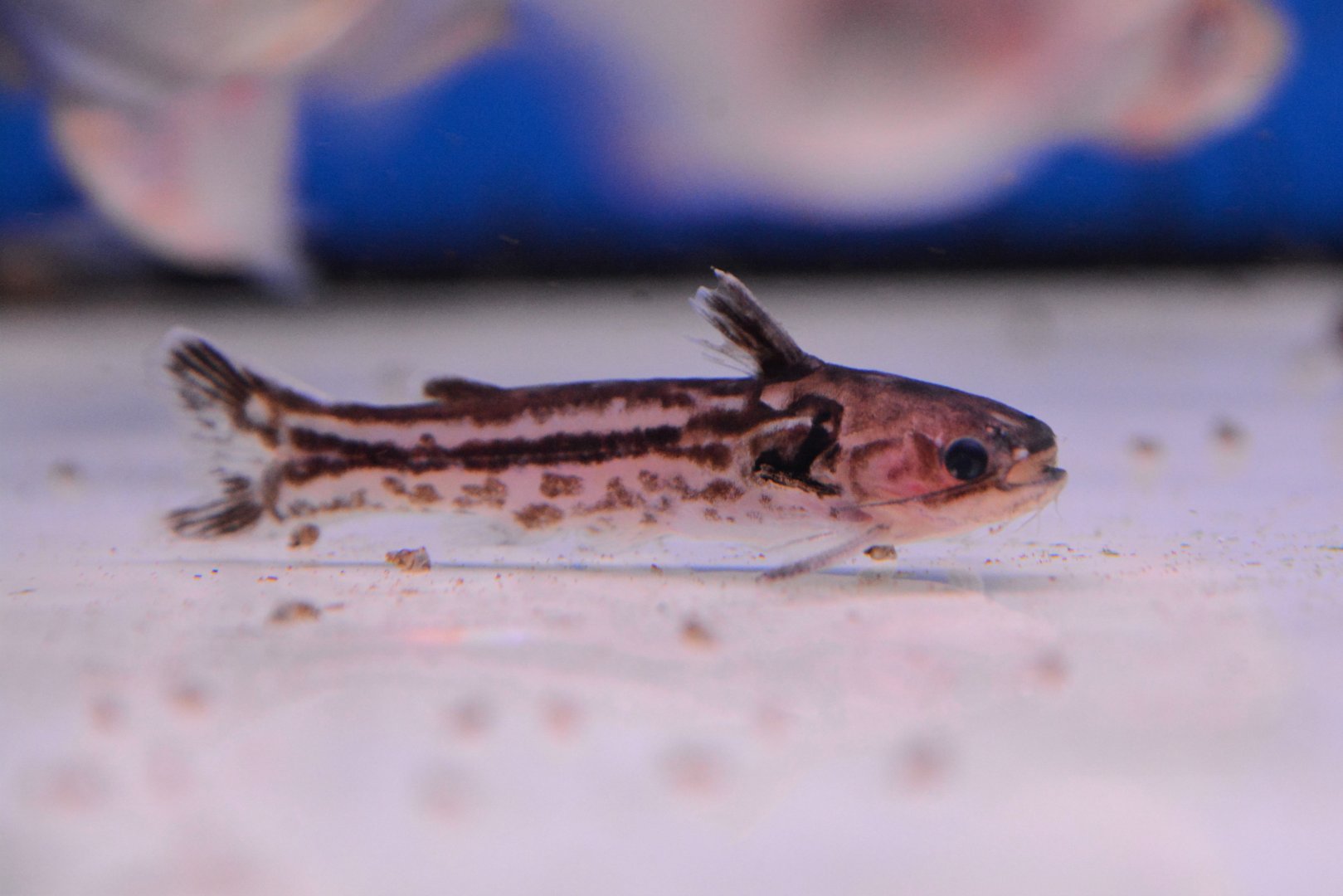 Gyrina's woodcat (Tatia gyrina)