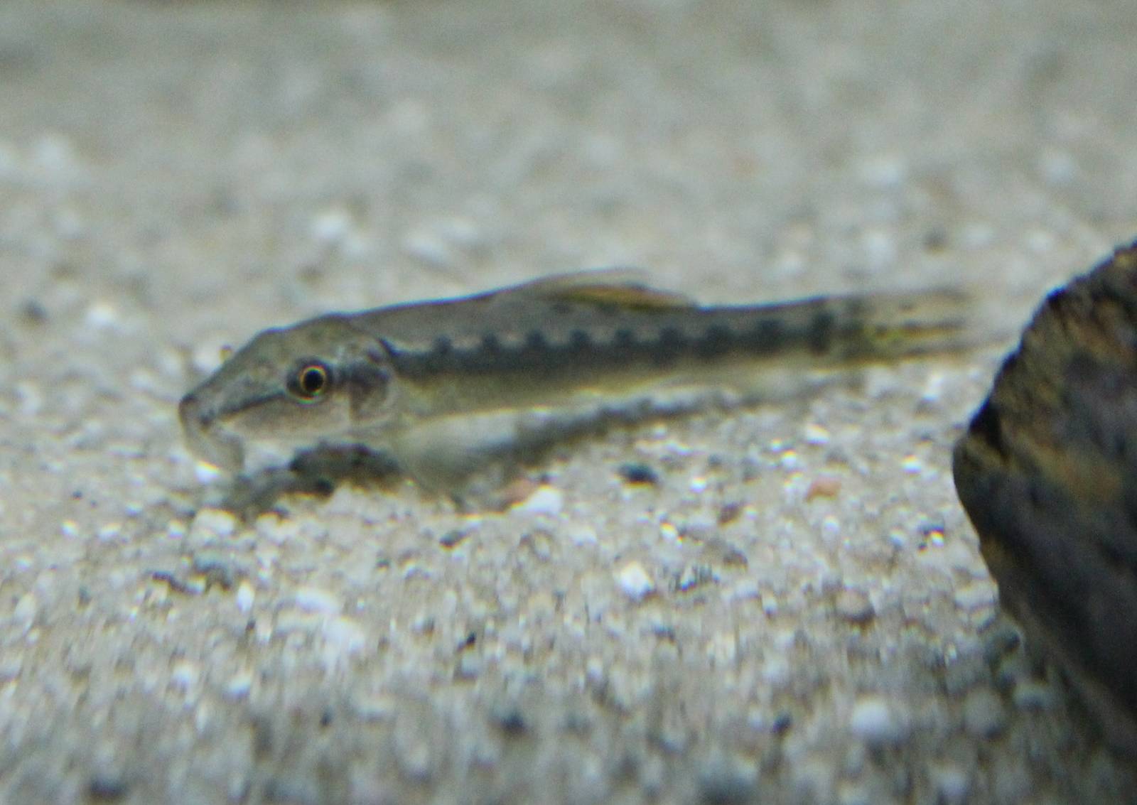 Gyrinocheilus aymonieri