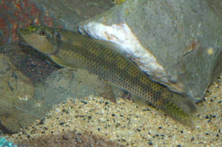 Gyrinocheilus aymonieri