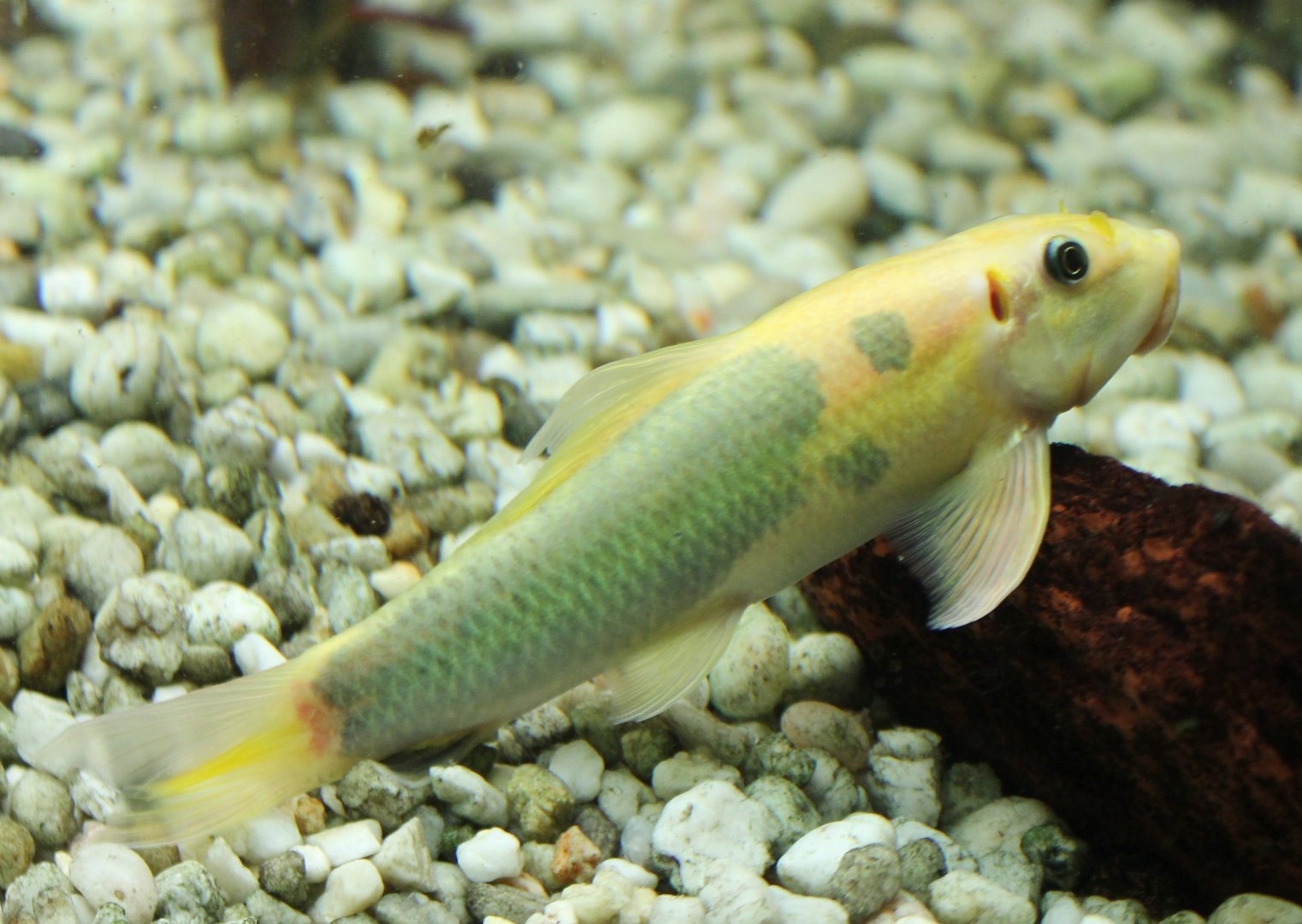 Gyrinocheilus aymonieri