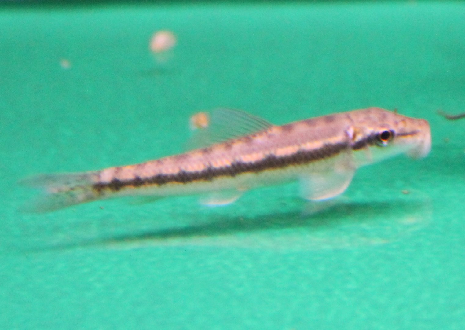 Gyrinocheilus aymonieri