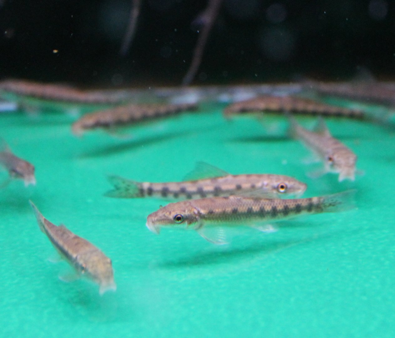 Gyrinocheilus aymonieri