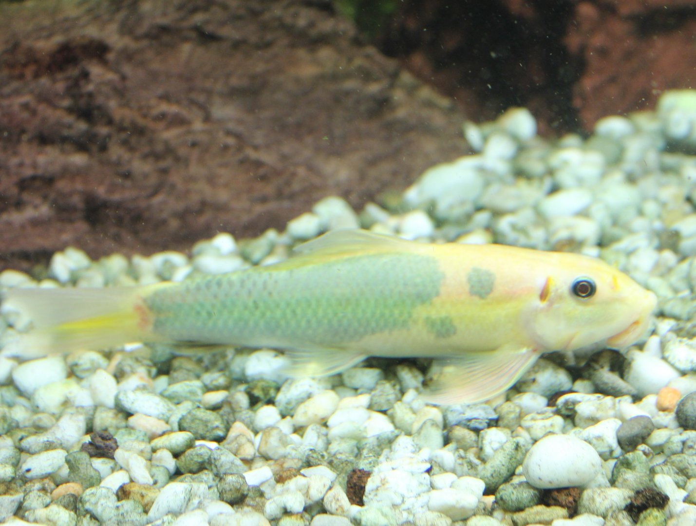 Gyrinocheilus aymonieri