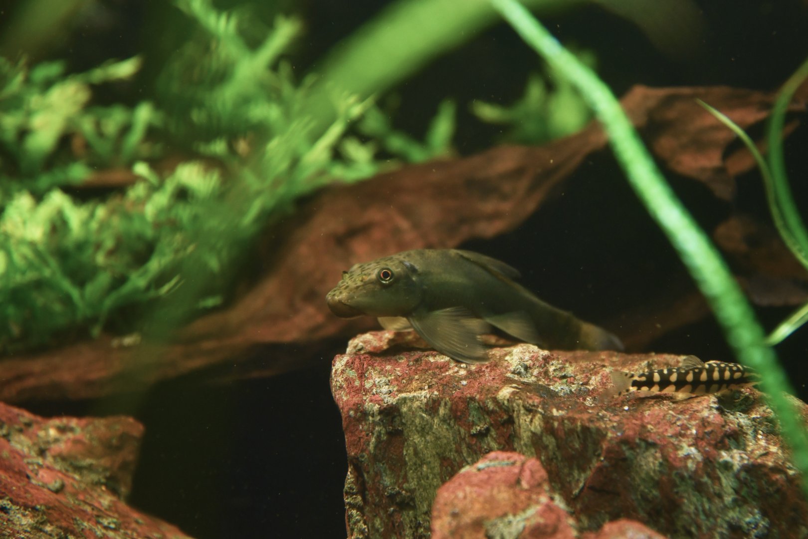 Gyrinocheilus aymonieri