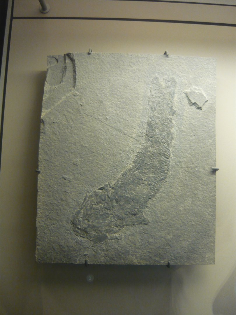 Gyroptychius agassizi