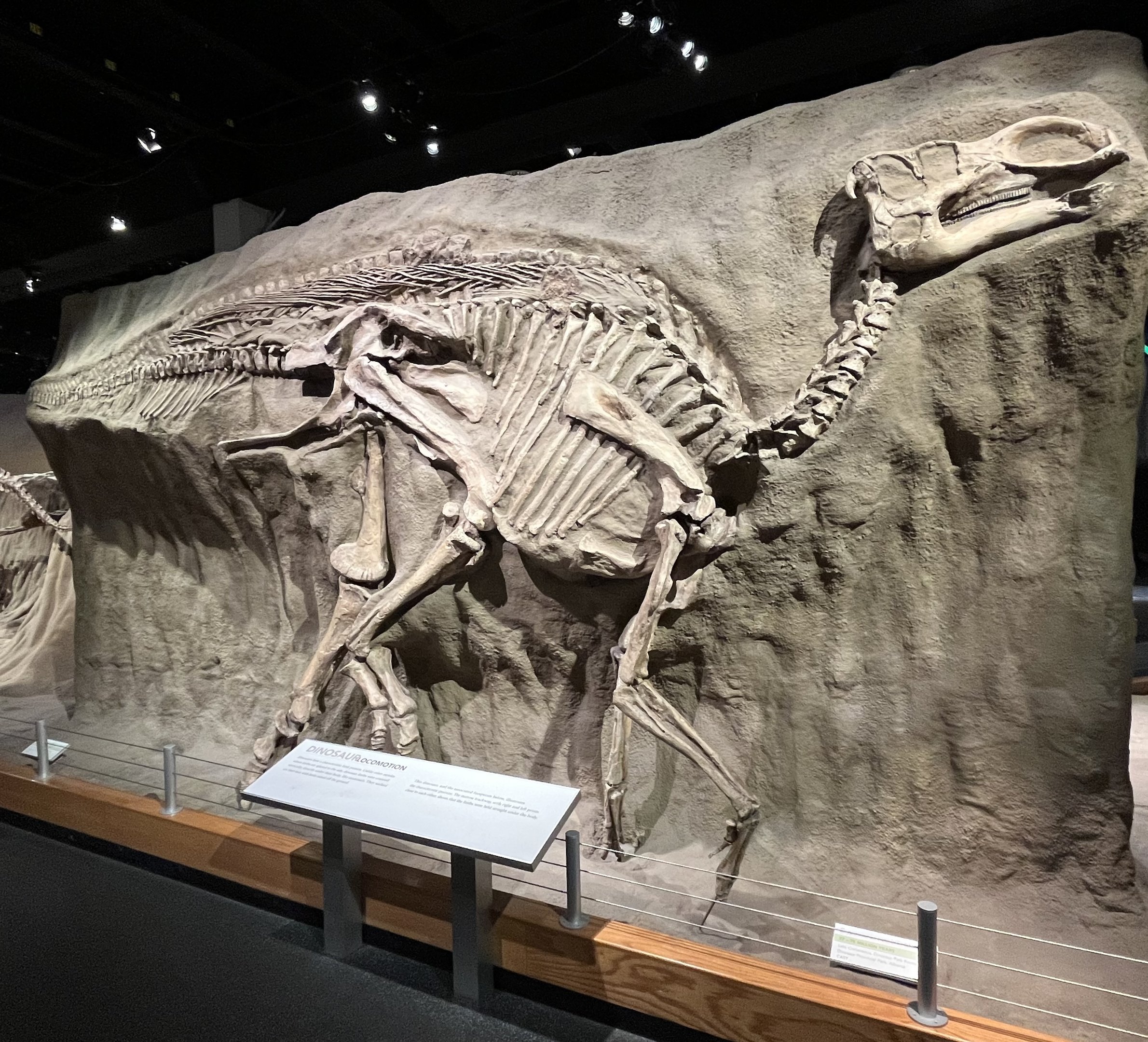 Gyrposaurus notabilis