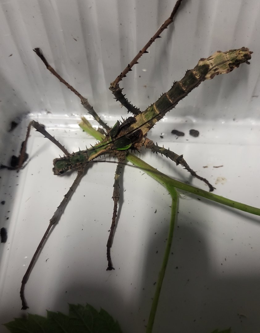 Haaniella erringtoniae