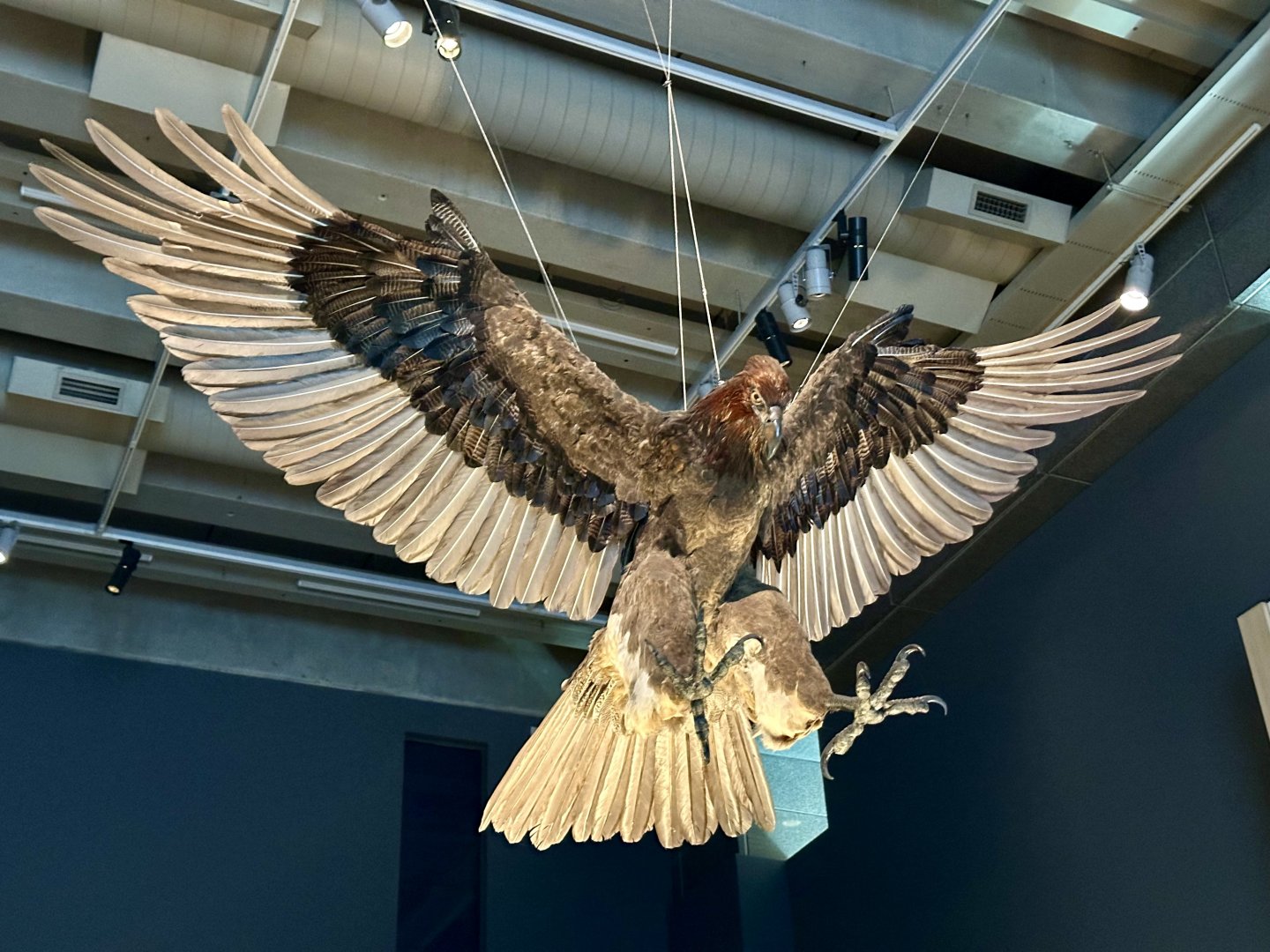 Haast’s Eagle (Adult) - Model
