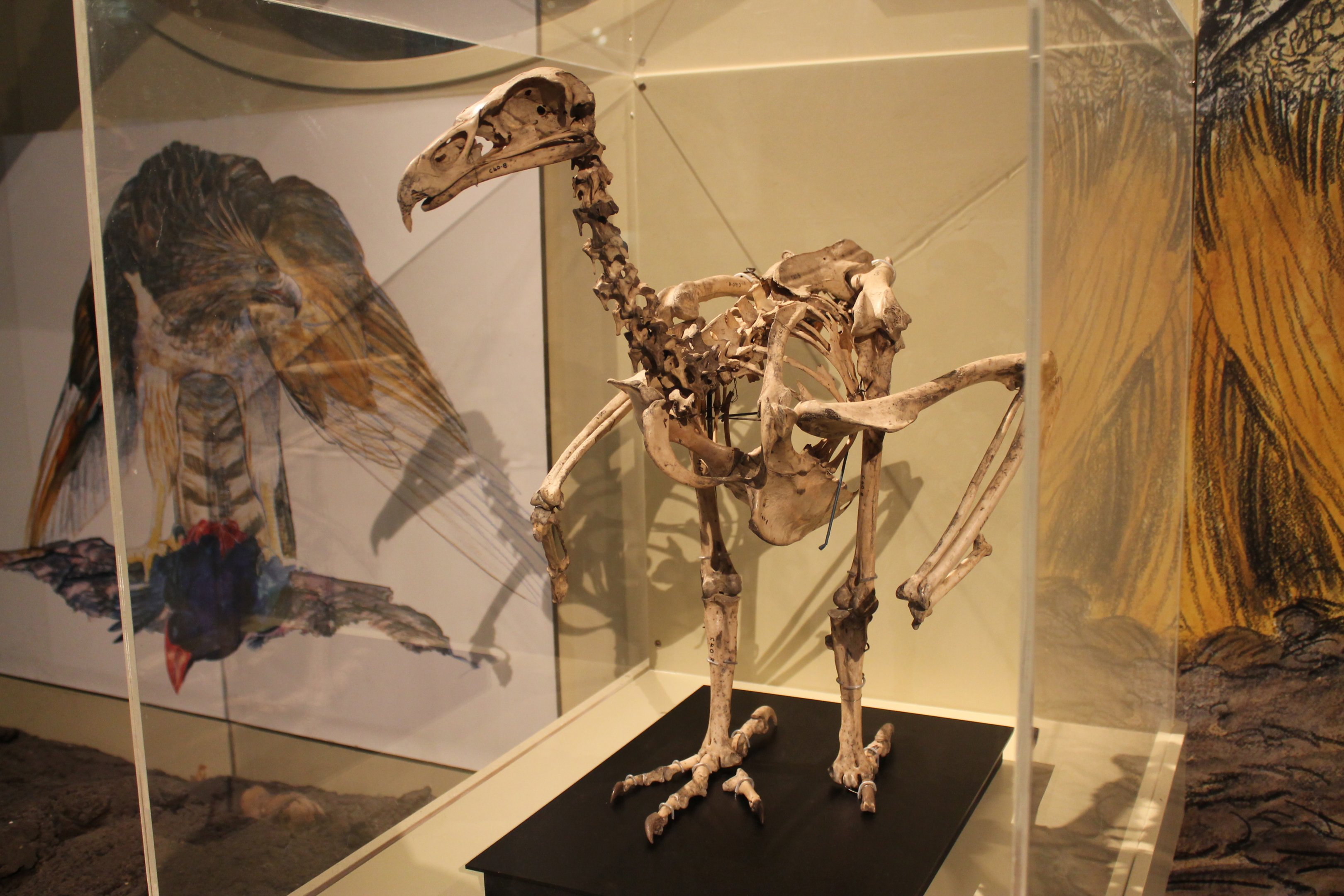 Haast's Eagle (Hieraaetus moorei) skeleton, Otago Museum