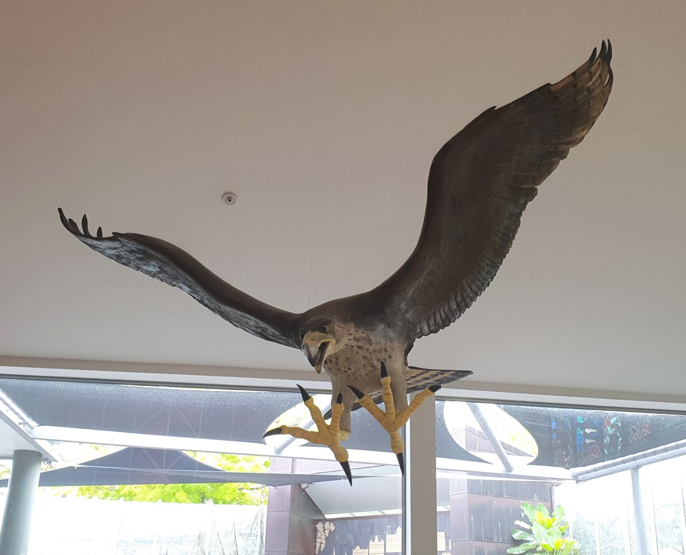 Haast's Eagle model, Nelson Provincial Museum