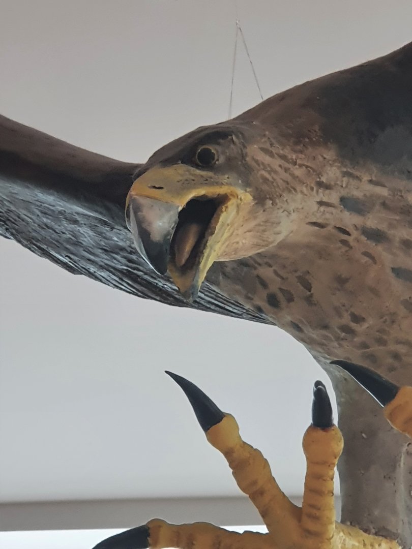 Haast's Eagle model, Nelson Provincial Museum