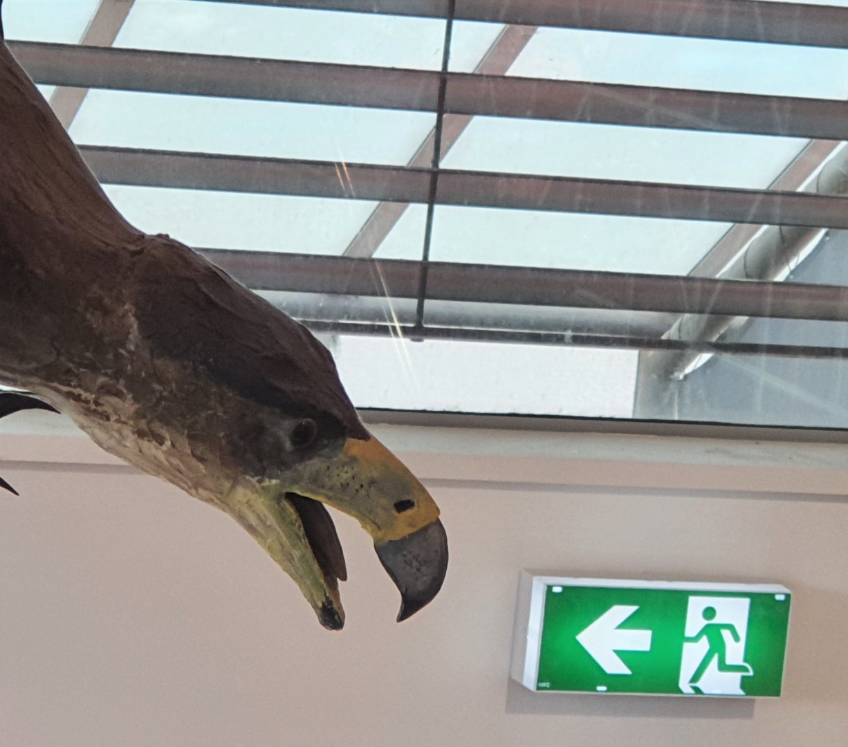 Haast's Eagle model, Nelson Provincial Museum