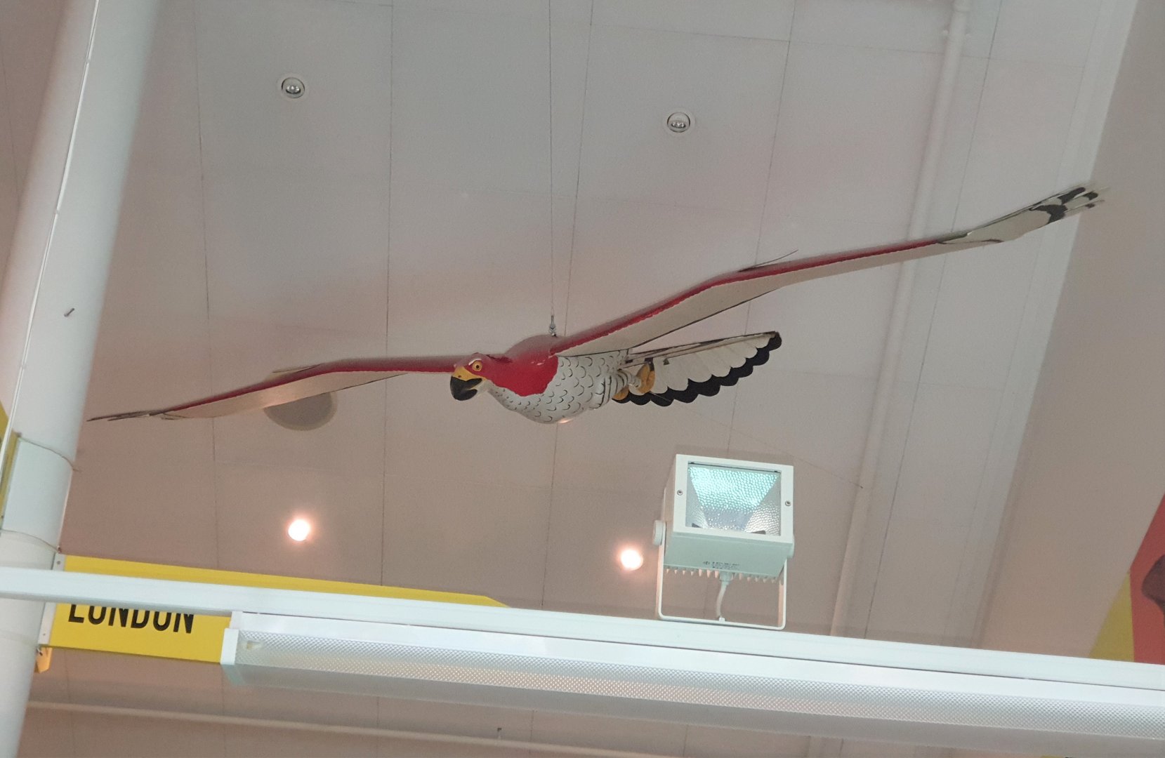 Haast's Eagle model, Nelson Provincial Museum