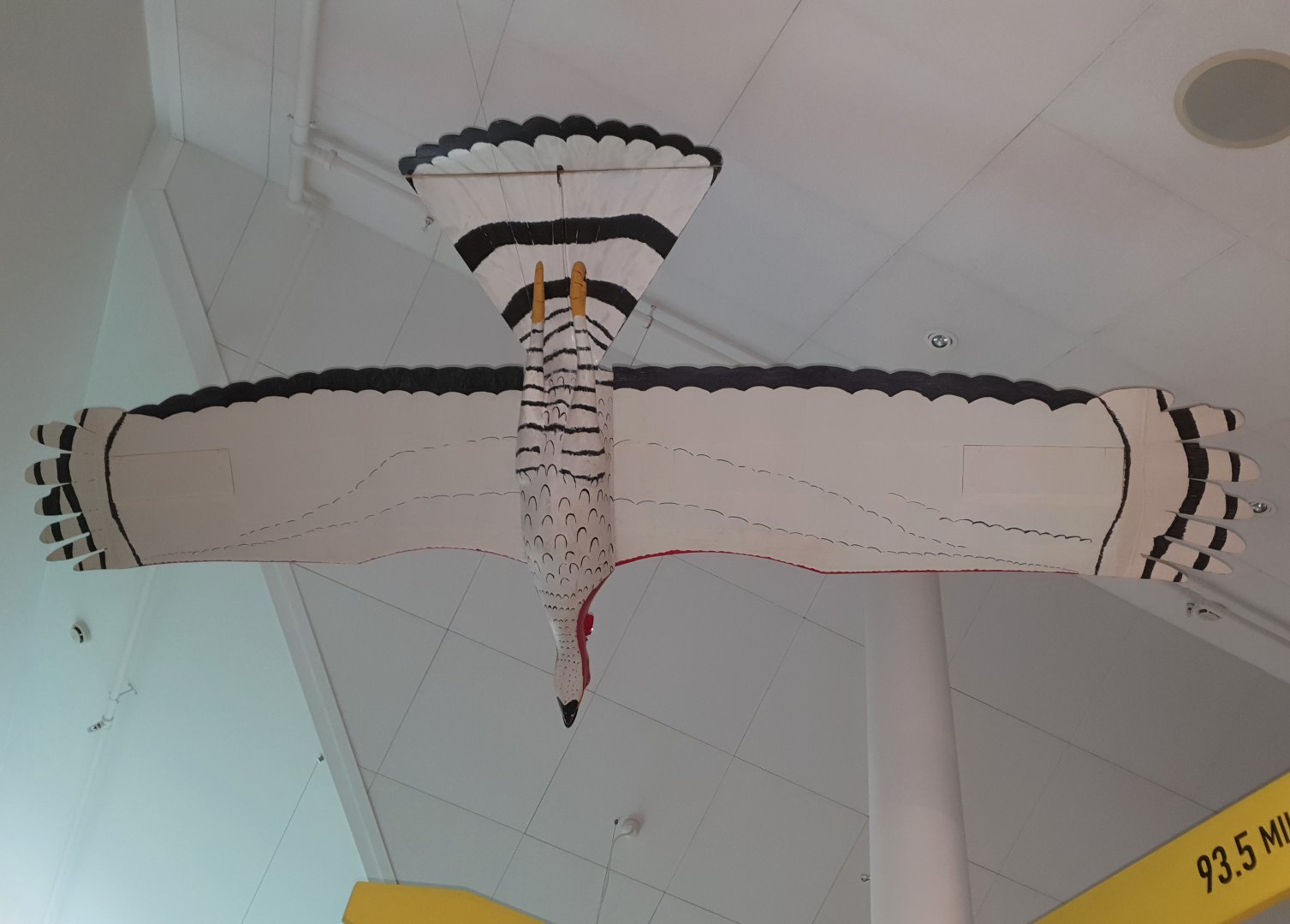 Haast's Eagle model, Nelson Provincial Museum