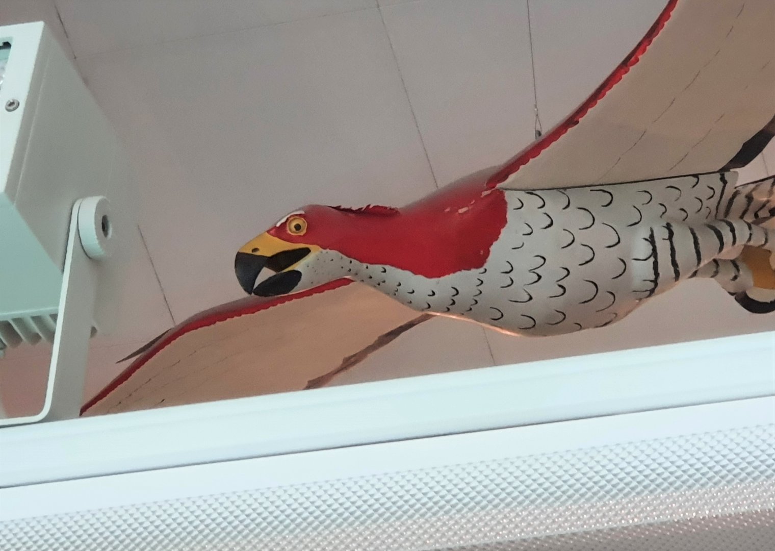 Haast's Eagle model, Nelson Provincial Museum