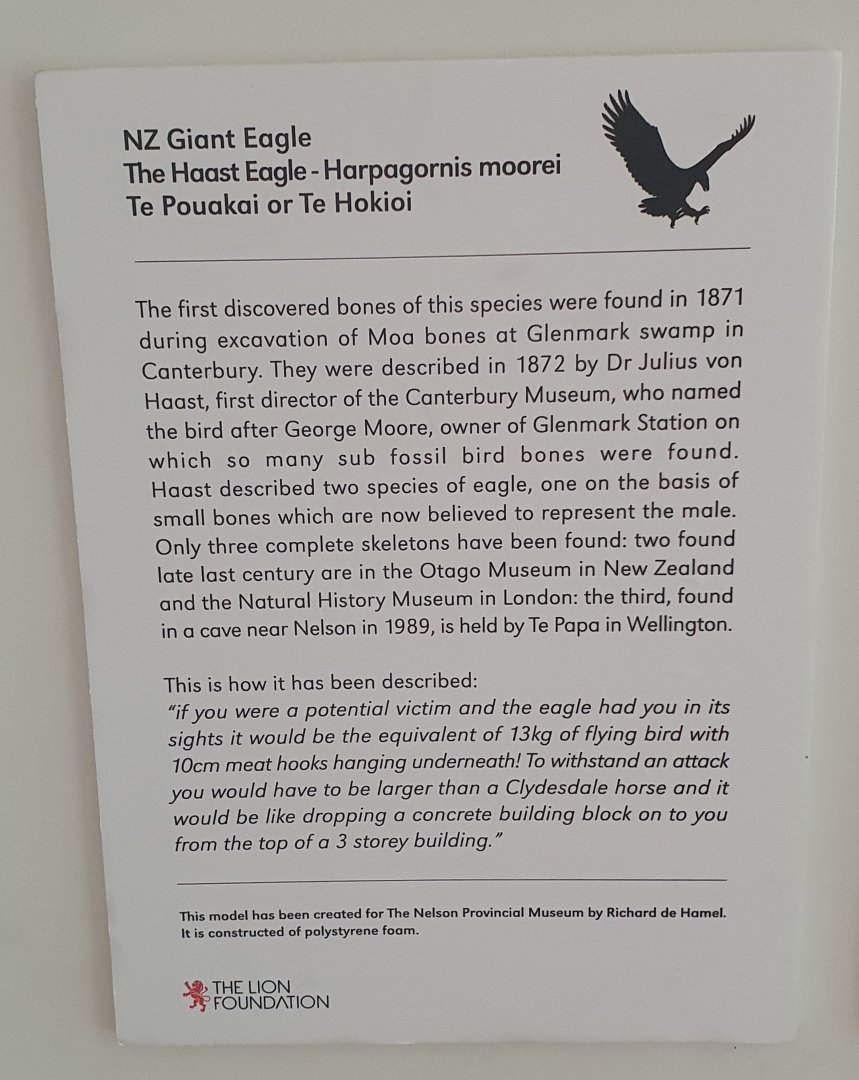 Haast's Eagle signage, Nelson Provincial Museum