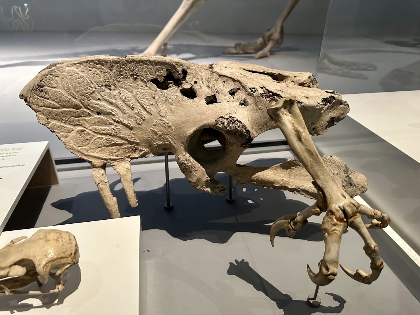 Haast’s Eagle (Talons)/Moa (Pelvis)