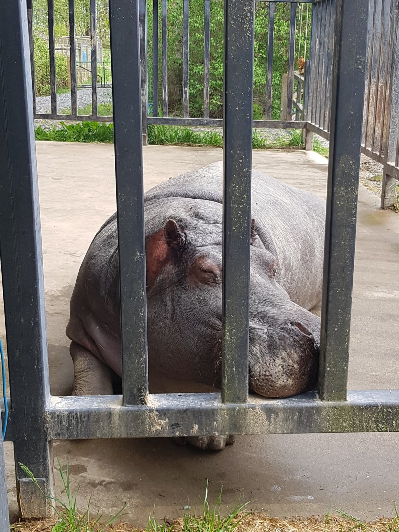 Haben - Common Hippopotamus