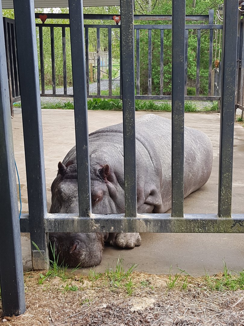 Haben - Common Hippopotamus