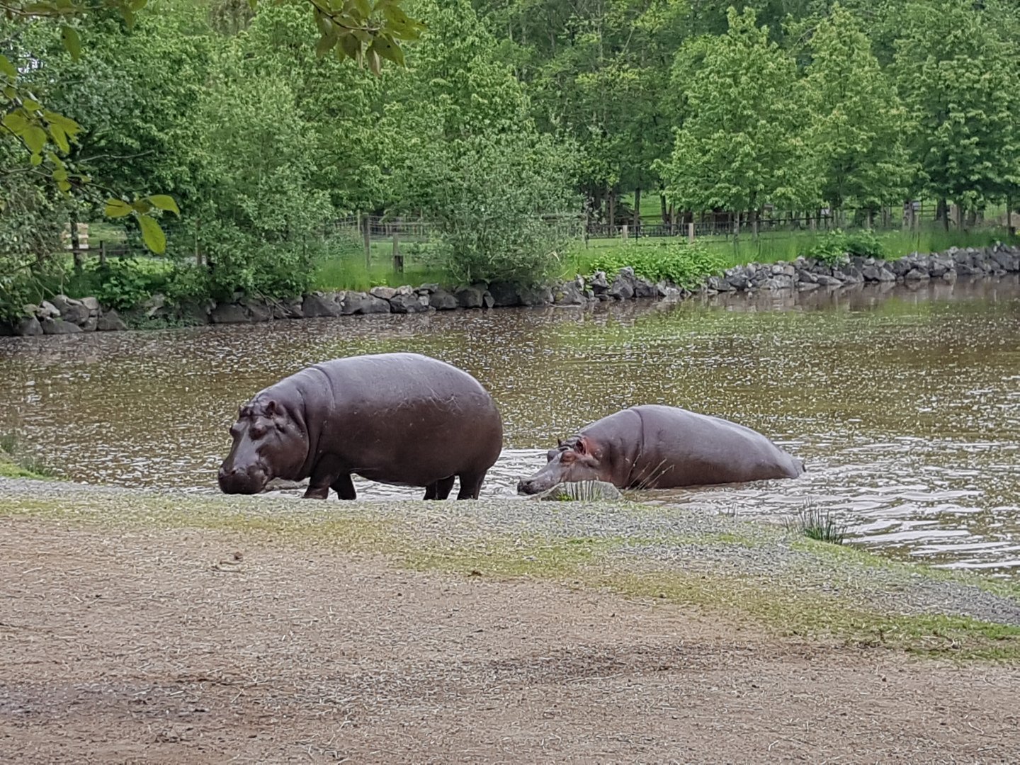 Haben & Hazina (Common Hippopotamuses)