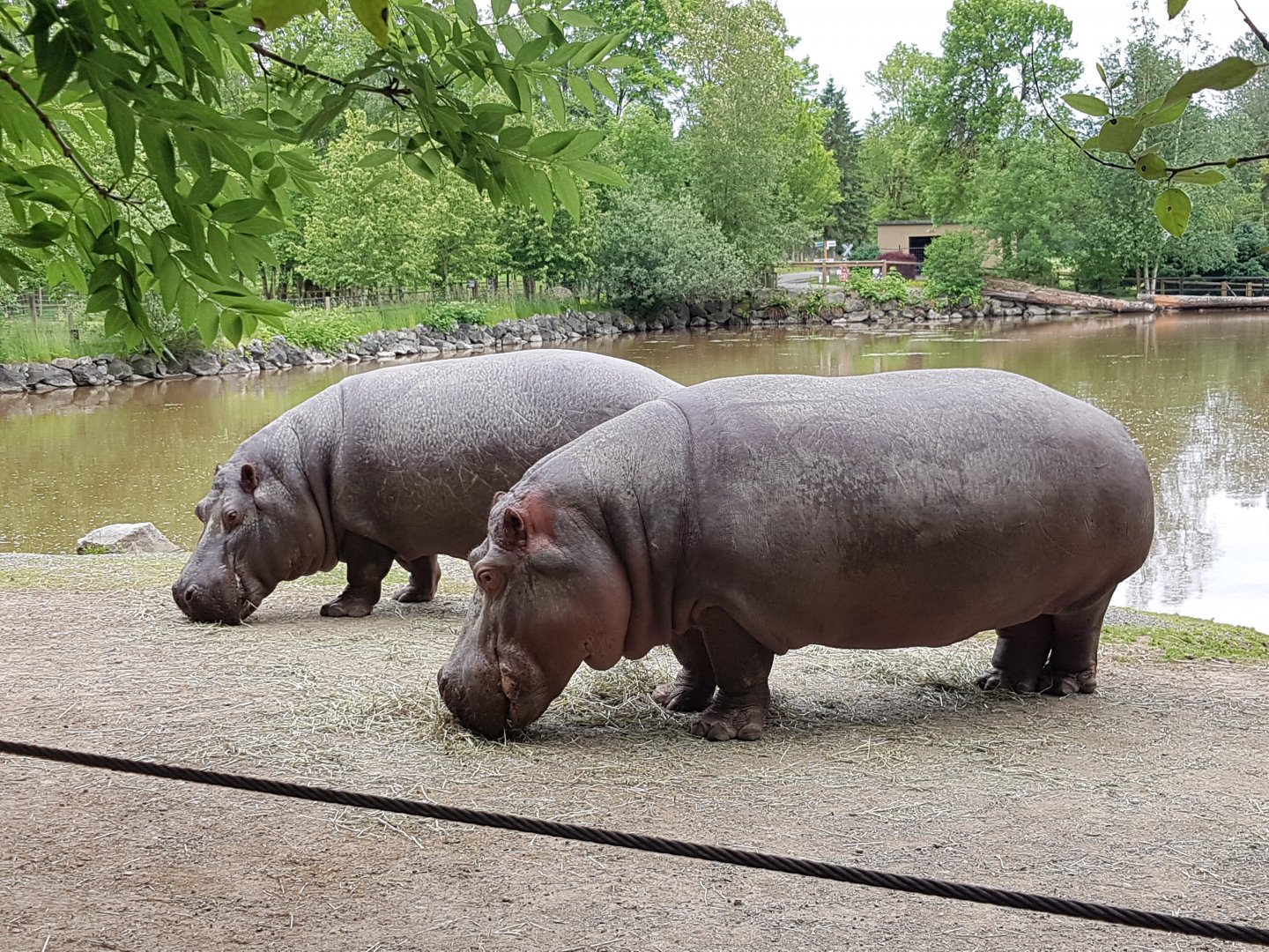 Haben & Hazina (Common Hippopotamuses)