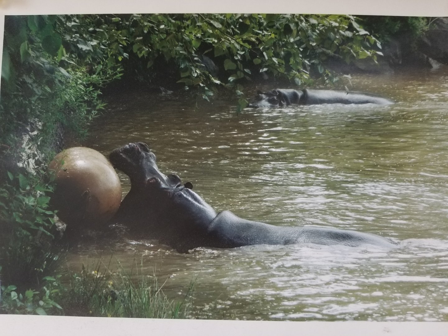 Habey and Hazina (Hippopotamus)