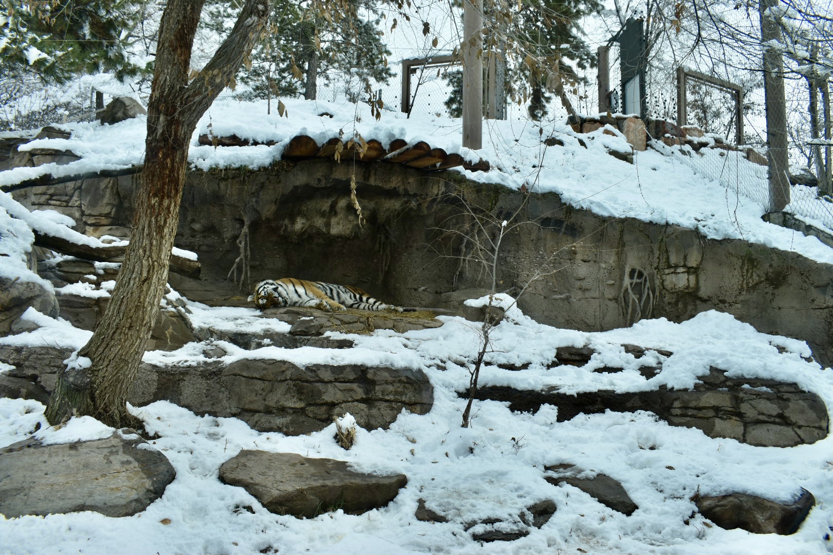 Habitat 5 - Asian Highlands